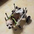 Small Dog Knee Brace for Torn ACL, Adjustable Pet Wheelchair, Hind Leg Support, Dog Hip Brace, Animal Exercise Wheels for Small Dogs (Size S)