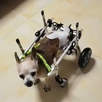 Small Dog Knee Brace for Torn ACL, Adjustable Pet Wheelchair, Hind Leg Support, Dog Hip Brace, Animal Exercise Wheels for Small Dogs (Size S)