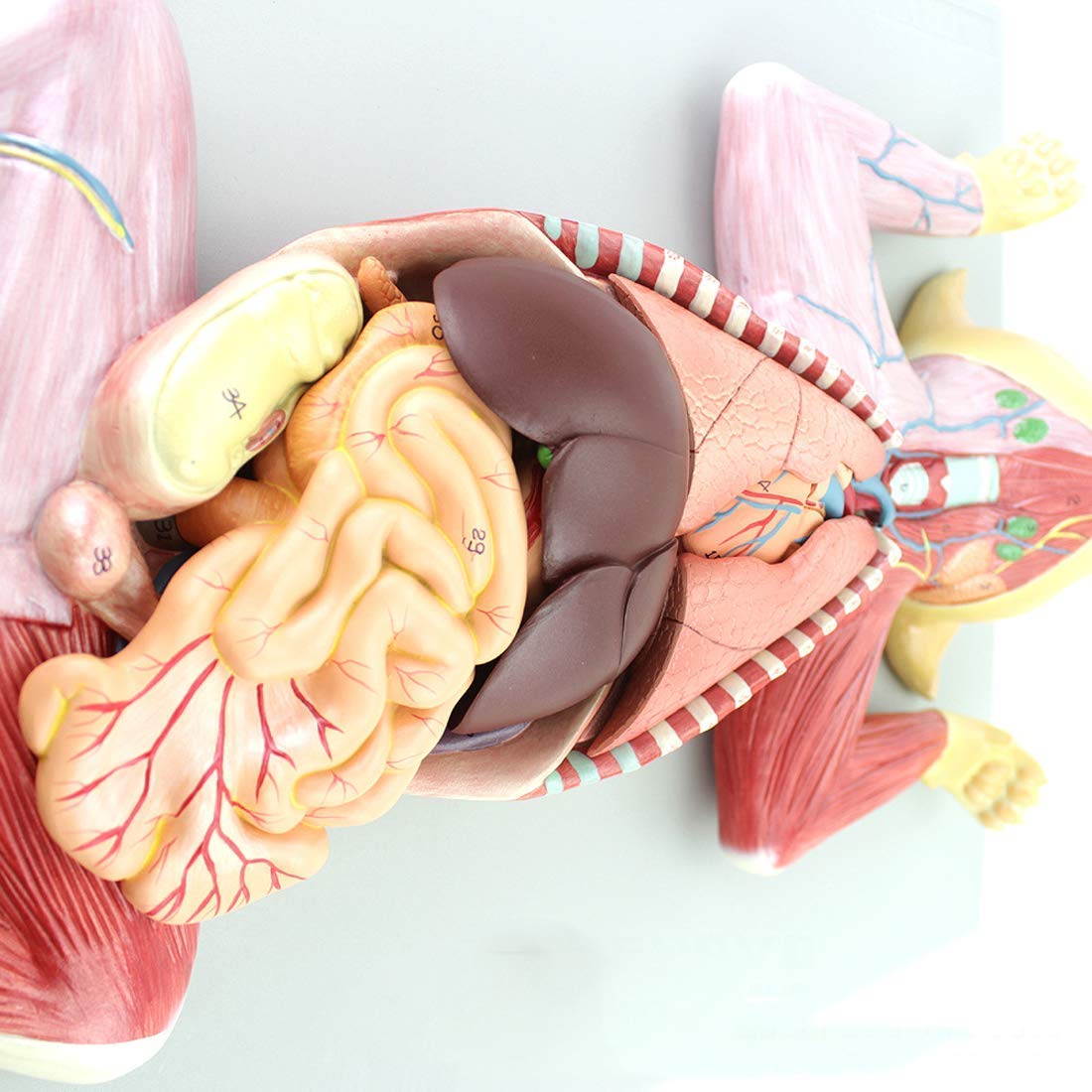 Anatomy Model, Skeleton Model Cat Model Pet Organ Visceral Muscle Nerve Veterinary Animal Husbandry Teaching Animal Atlas Medical Models