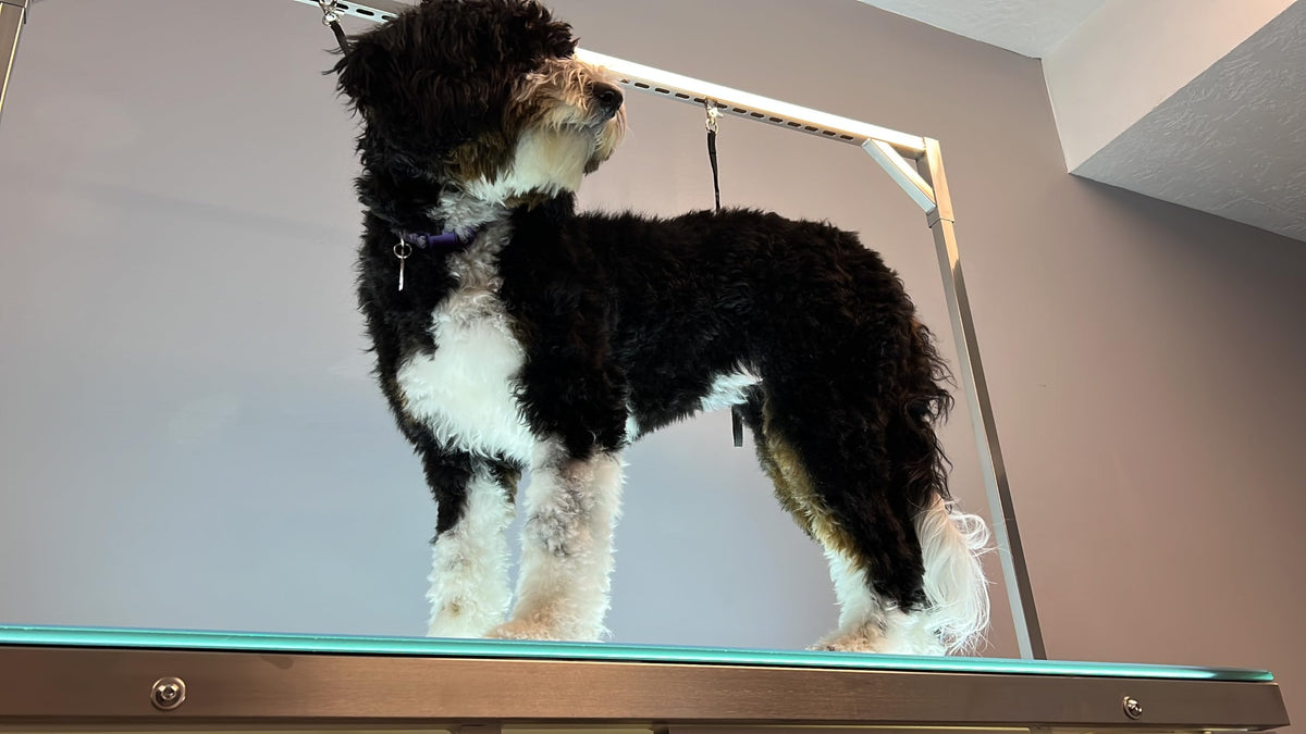 LED Lit Master Groomer Electric Lift Grooming Table (Basic Package)