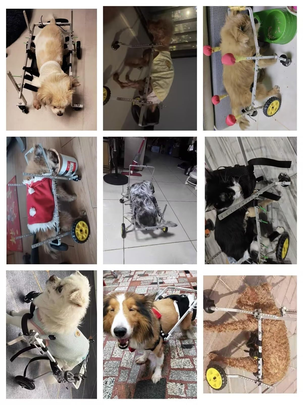 Adjustable Dog Wheelchair Cat Wheelchairs Cart, Full Support Dog Assisted Walking Device for Limbs Recover, Pet Mobility Aid Small Medium Large(Medium)