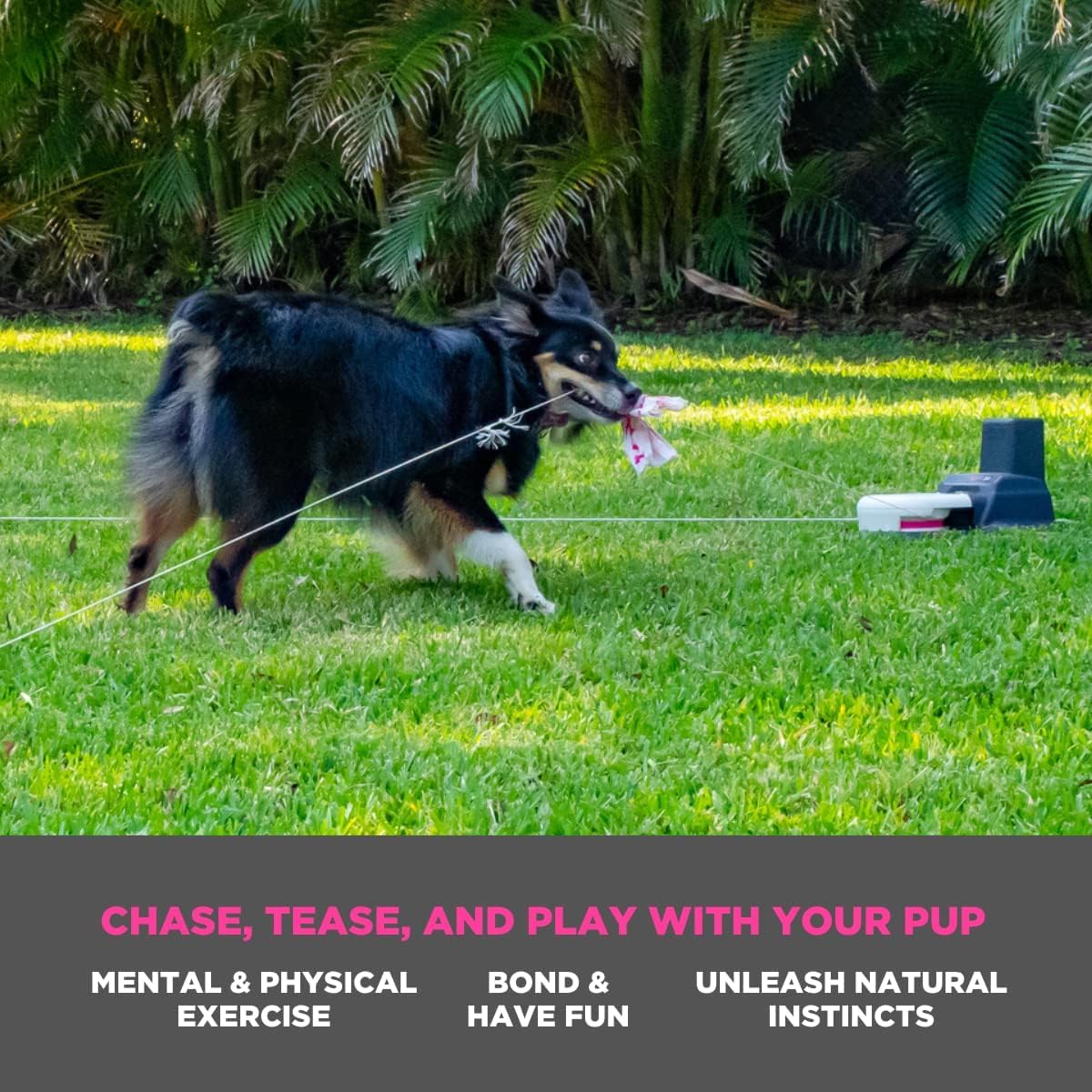 Swift Paws - Chase! - App-Control Dog Toy - Capture the Flag Lure Course - Interactive Dog Enrichment Toy