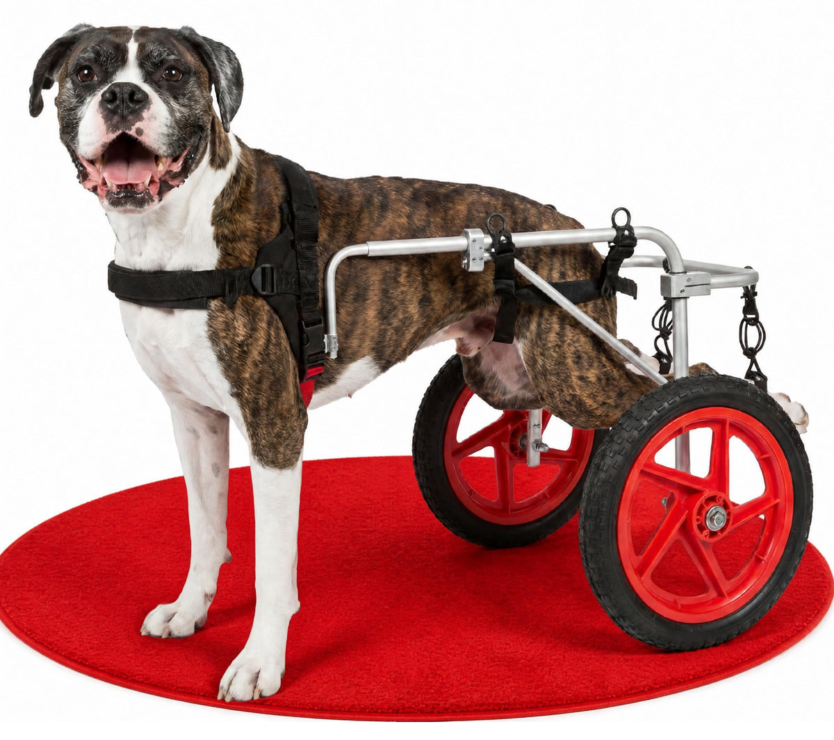 Dog Wheelchair for Back Legs - Dog Wheelchair K9 Orthopedic Surgeon Designed & Tested - Adjustable Lightweight All-Terrain Wheels for Dogs Back Legs - Mobility Cart by Best Friend Mobility - X-Large